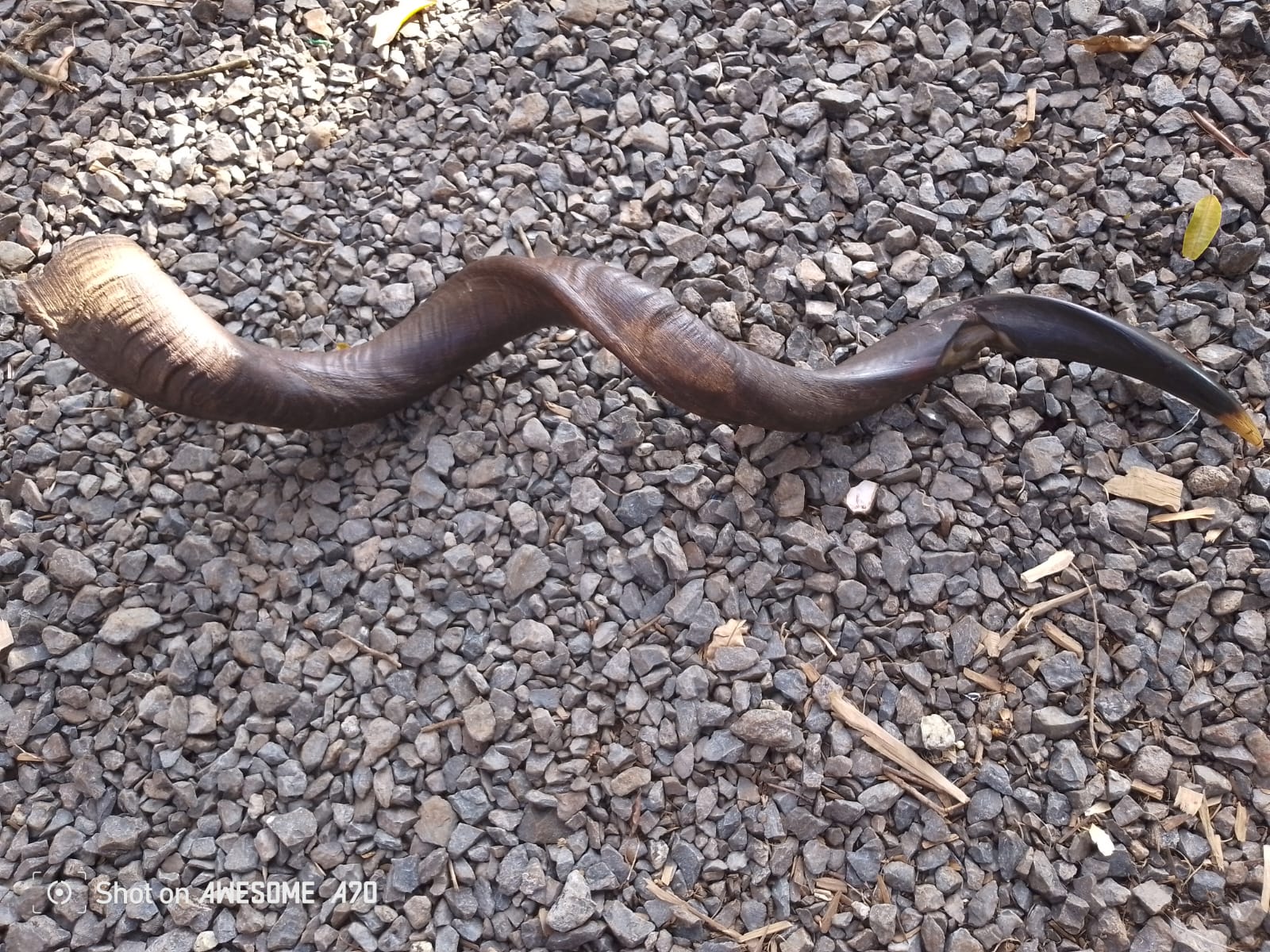 shofar instrument